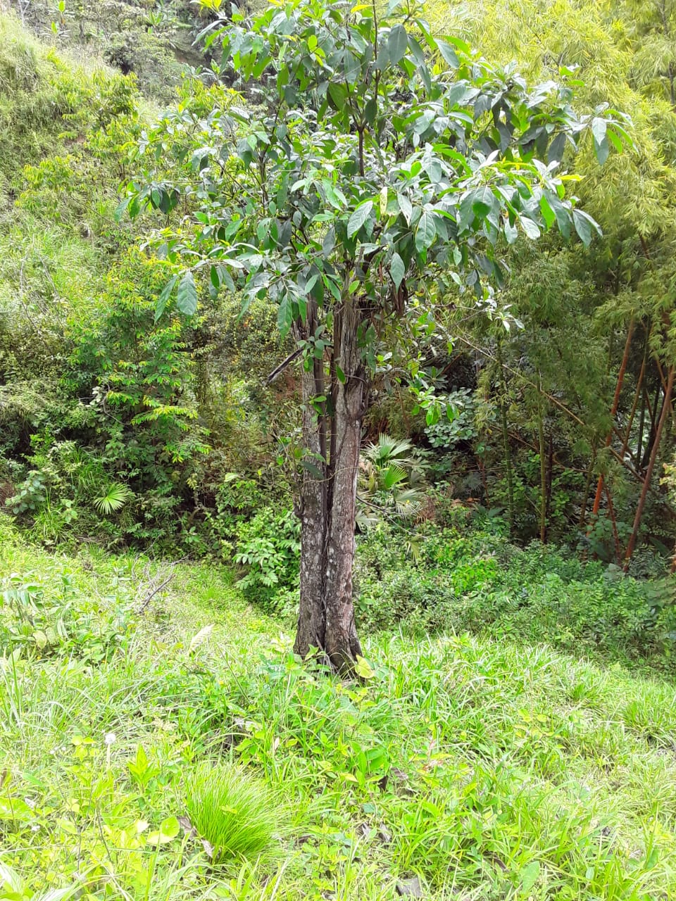 VENTA DE FINCA EN ZONA CAFETERA EN VENADILLO