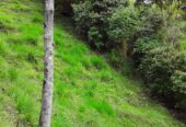 VENTA DE FINCA EN ZONA CAFETERA EN VENADILLO