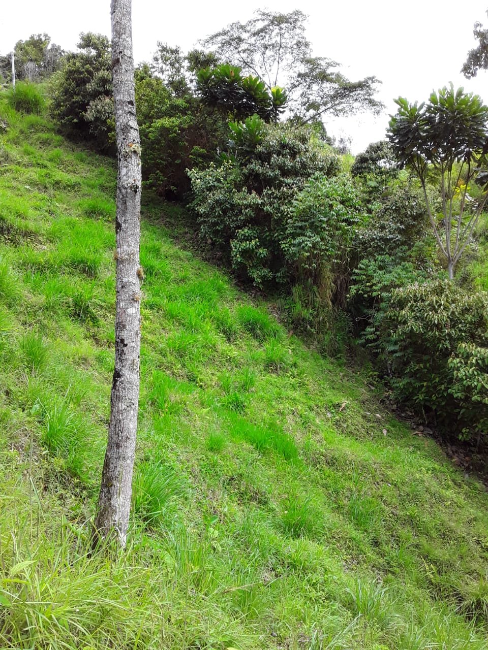 VENTA DE FINCA EN ZONA CAFETERA EN VENADILLO