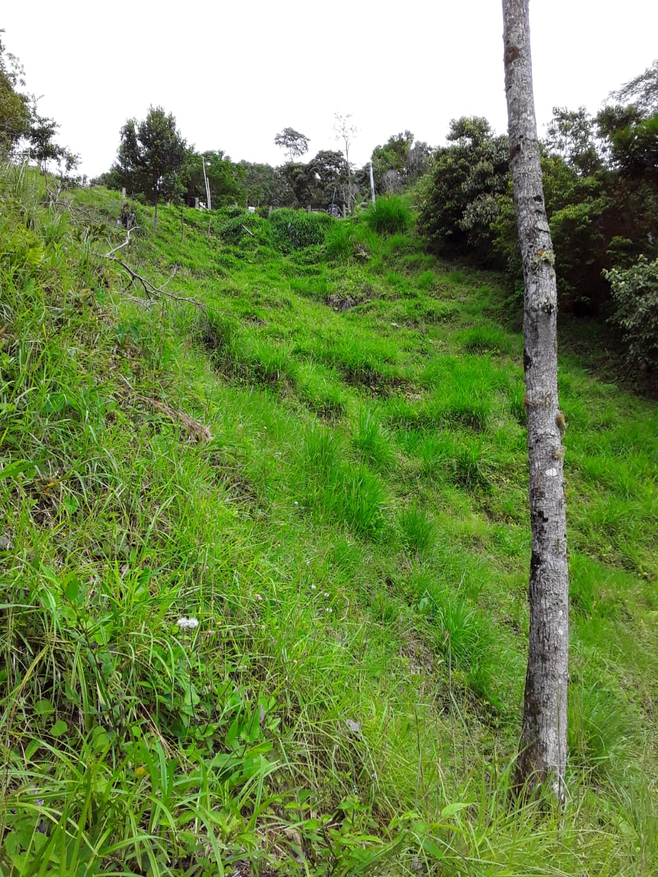 VENTA DE FINCA EN ZONA CAFETERA EN VENADILLO