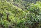 VENTA DE FINCA EN ZONA CAFETERA EN VENADILLO