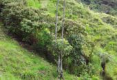 VENTA DE FINCA EN ZONA CAFETERA EN VENADILLO