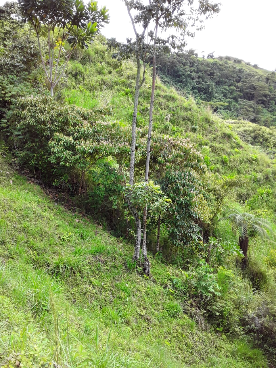 VENTA DE FINCA EN ZONA CAFETERA EN VENADILLO
