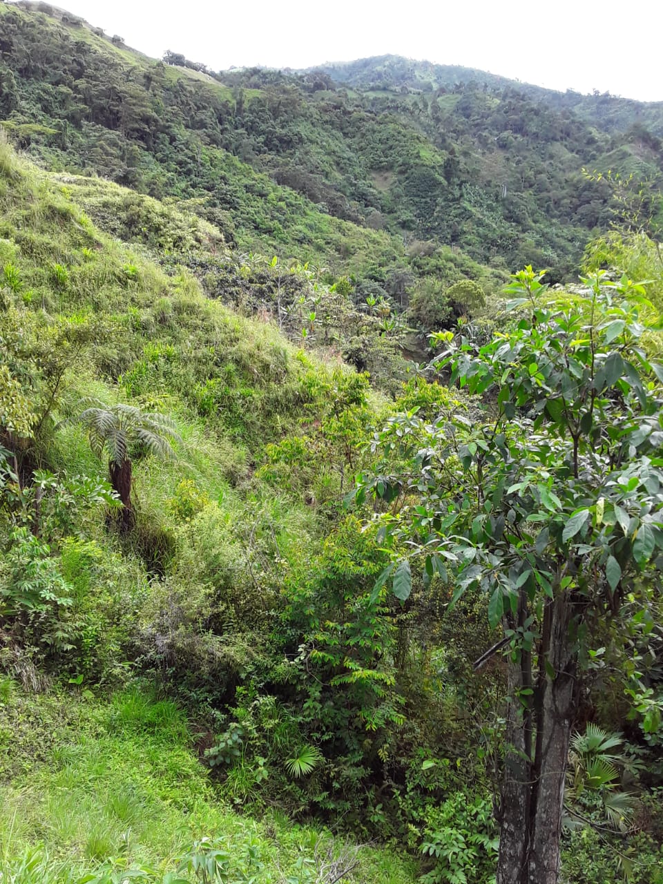 VENTA DE FINCA EN ZONA CAFETERA EN VENADILLO