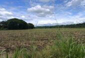 VENTA DE FINCA ARROCERA EN ARMERO