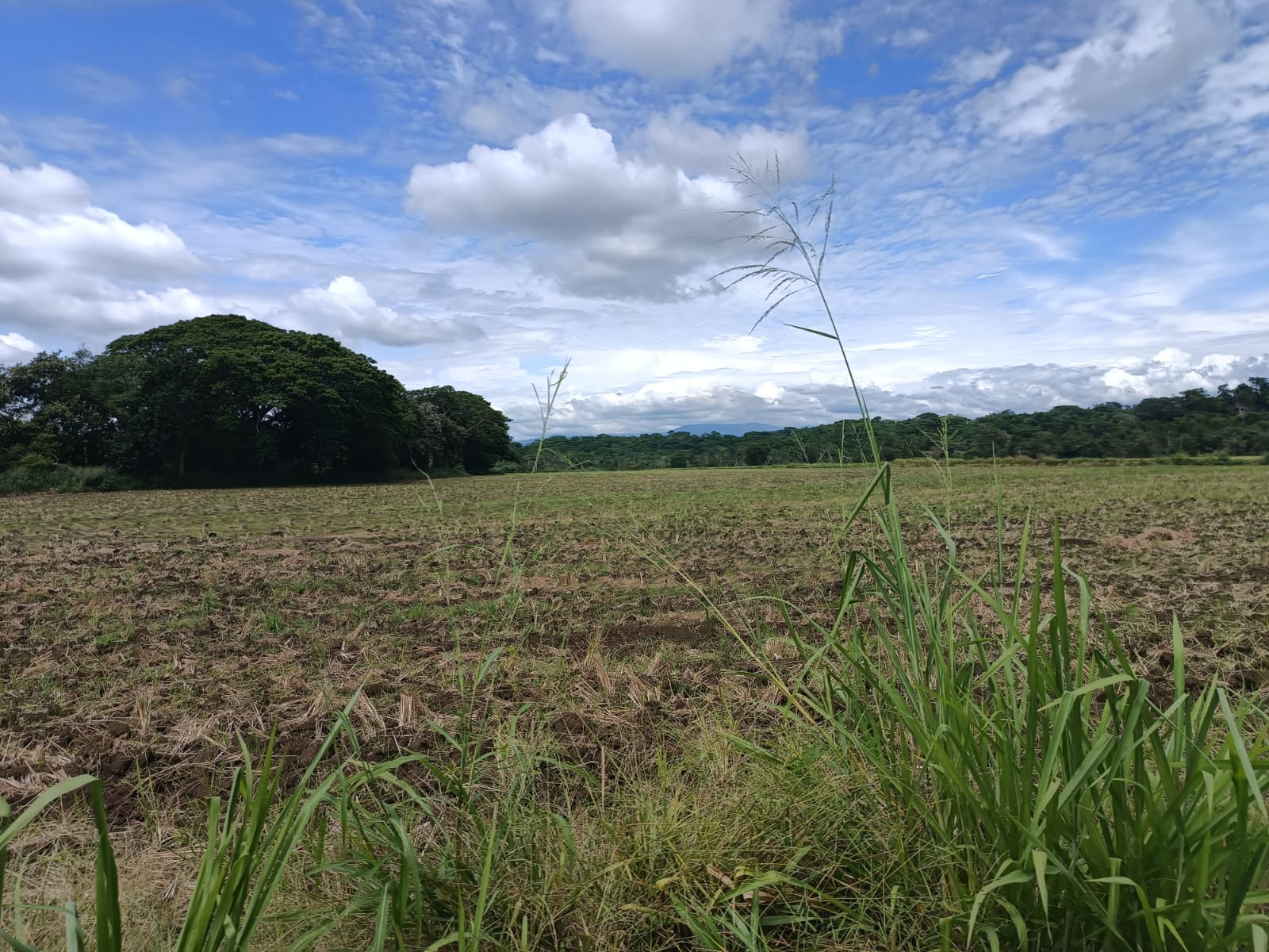 VENTA DE FINCA ARROCERA EN ARMERO