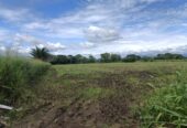 VENTA DE FINCA ARROCERA EN ARMERO