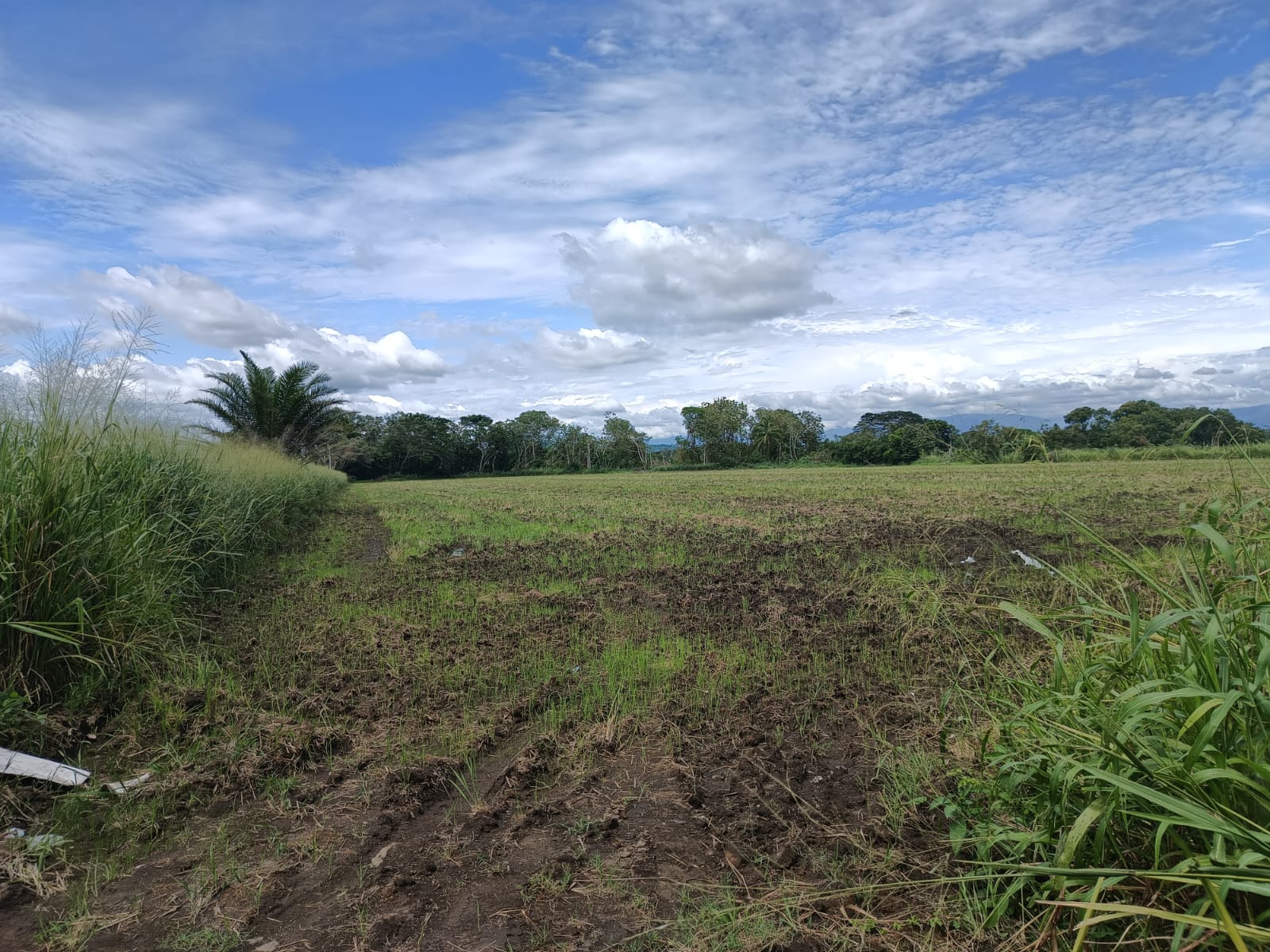 VENTA DE FINCA ARROCERA EN ARMERO