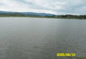 SE VENDE FINCA ARROCERA-GANADERA Y PISCICOLA EN VENADILLO TOLIMA
