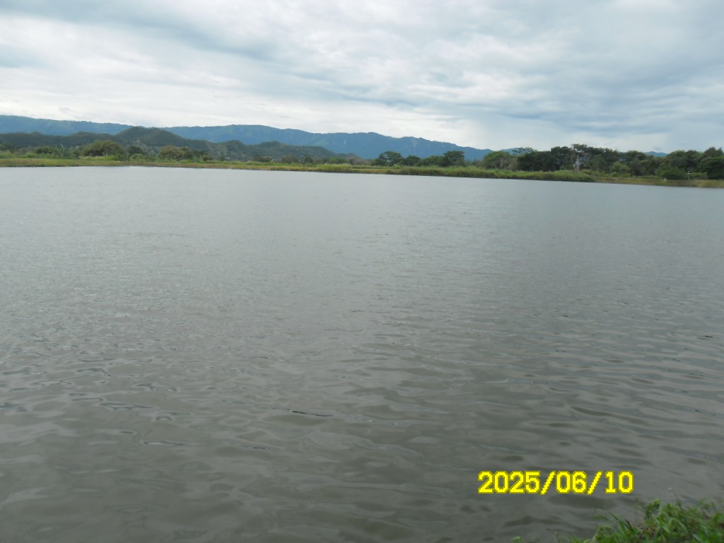 SE VENDE FINCA ARROCERA-GANADERA Y PISCICOLA EN VENADILLO TOLIMA