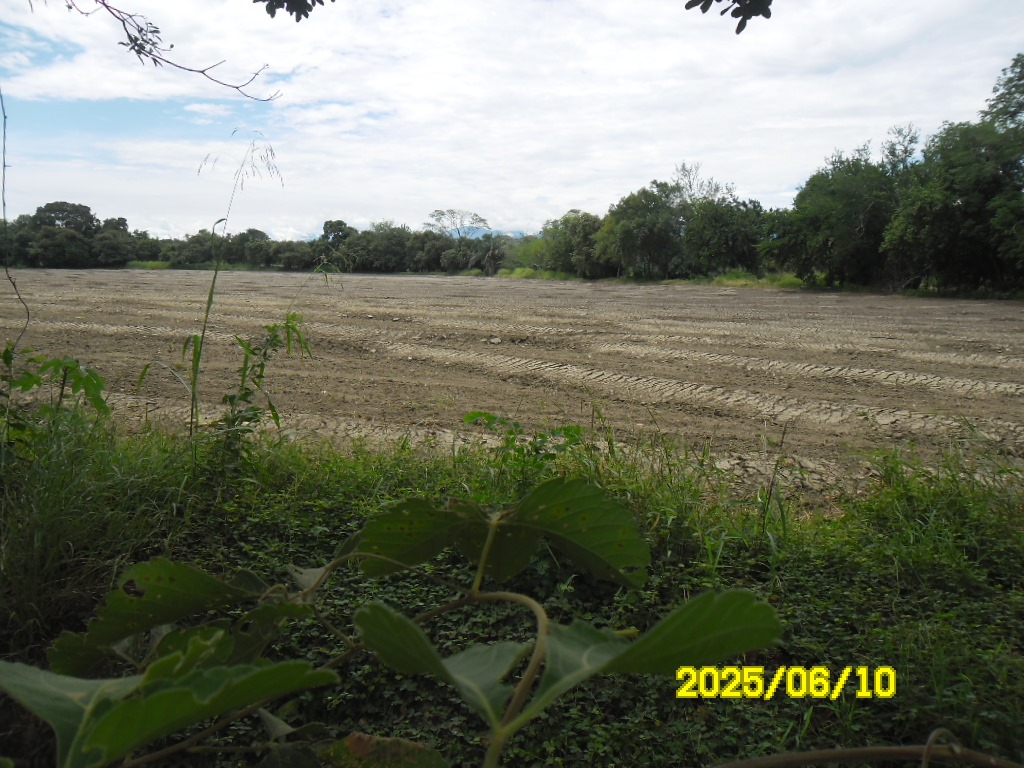 SE VENDE FINCA ARROCERA-GANADERA Y PISCICOLA EN VENADILLO TOLIMA