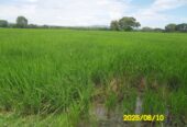 SE VENDE FINCA ARROCERA-GANADERA Y PISCICOLA EN VENADILLO TOLIMA