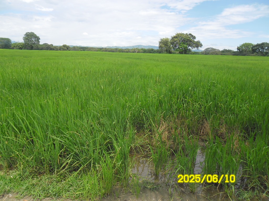 SE VENDE FINCA ARROCERA-GANADERA Y PISCICOLA EN VENADILLO TOLIMA