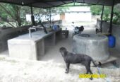 SE VENDE FINCA ARROCERA-GANADERA Y PISCICOLA EN VENADILLO TOLIMA