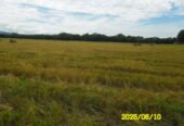 SE VENDE FINCA ARROCERA-GANADERA Y PISCICOLA EN VENADILLO TOLIMA