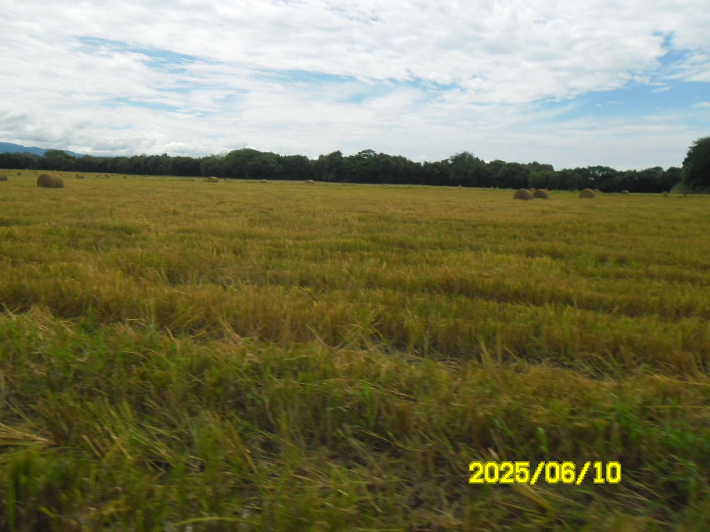 SE VENDE FINCA ARROCERA-GANADERA Y PISCICOLA EN VENADILLO TOLIMA