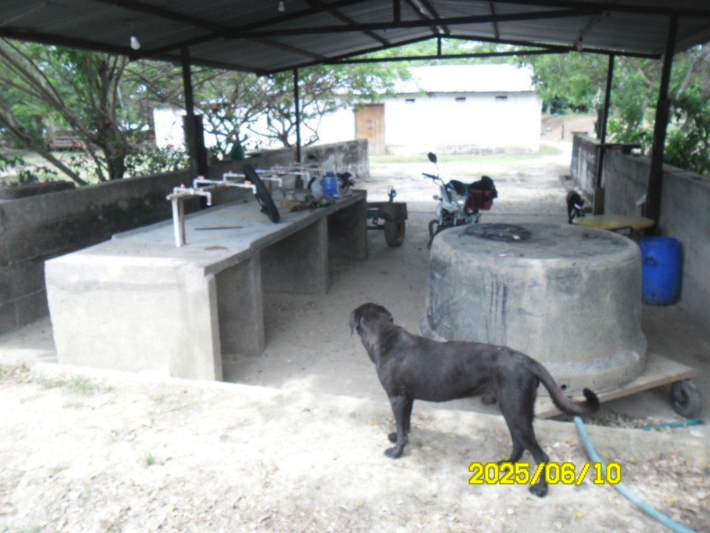 SE VENDE FINCA ARROCERA-GANADERA Y PISCICOLA EN VENADILLO TOLIMA