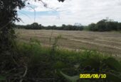 SE VENDE FINCA ARROCERA-GANADERA Y PISCICOLA EN VENADILLO TOLIMA