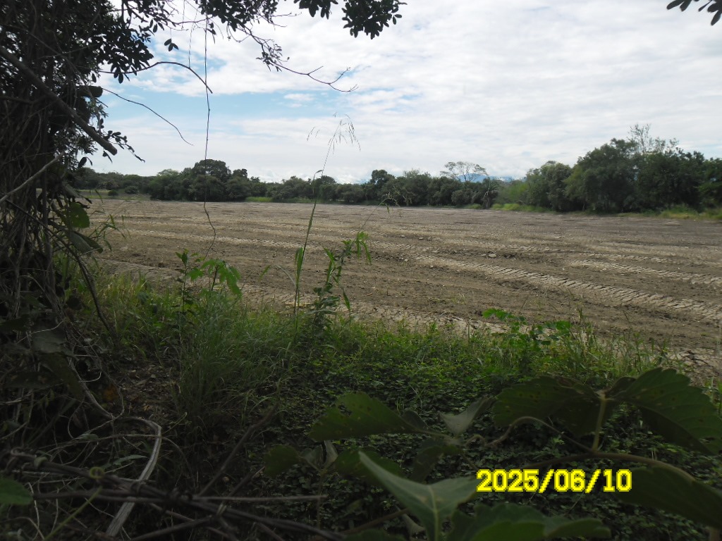 SE VENDE FINCA ARROCERA-GANADERA Y PISCICOLA EN VENADILLO TOLIMA